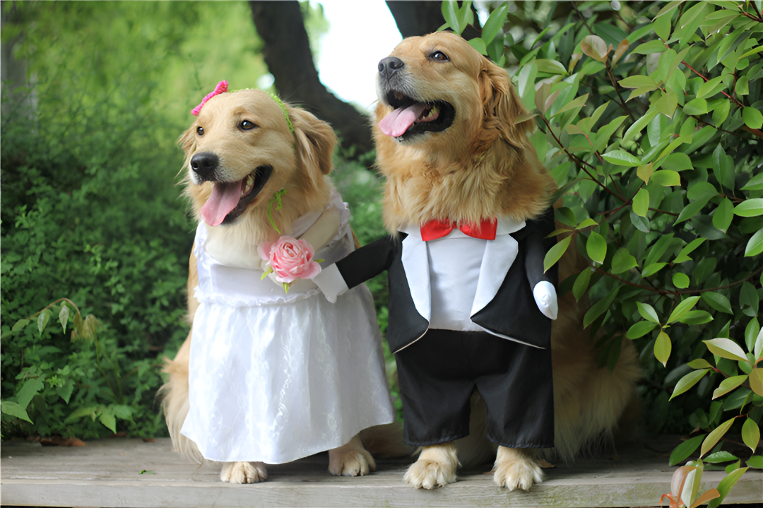 Dressing Your Pet with Love